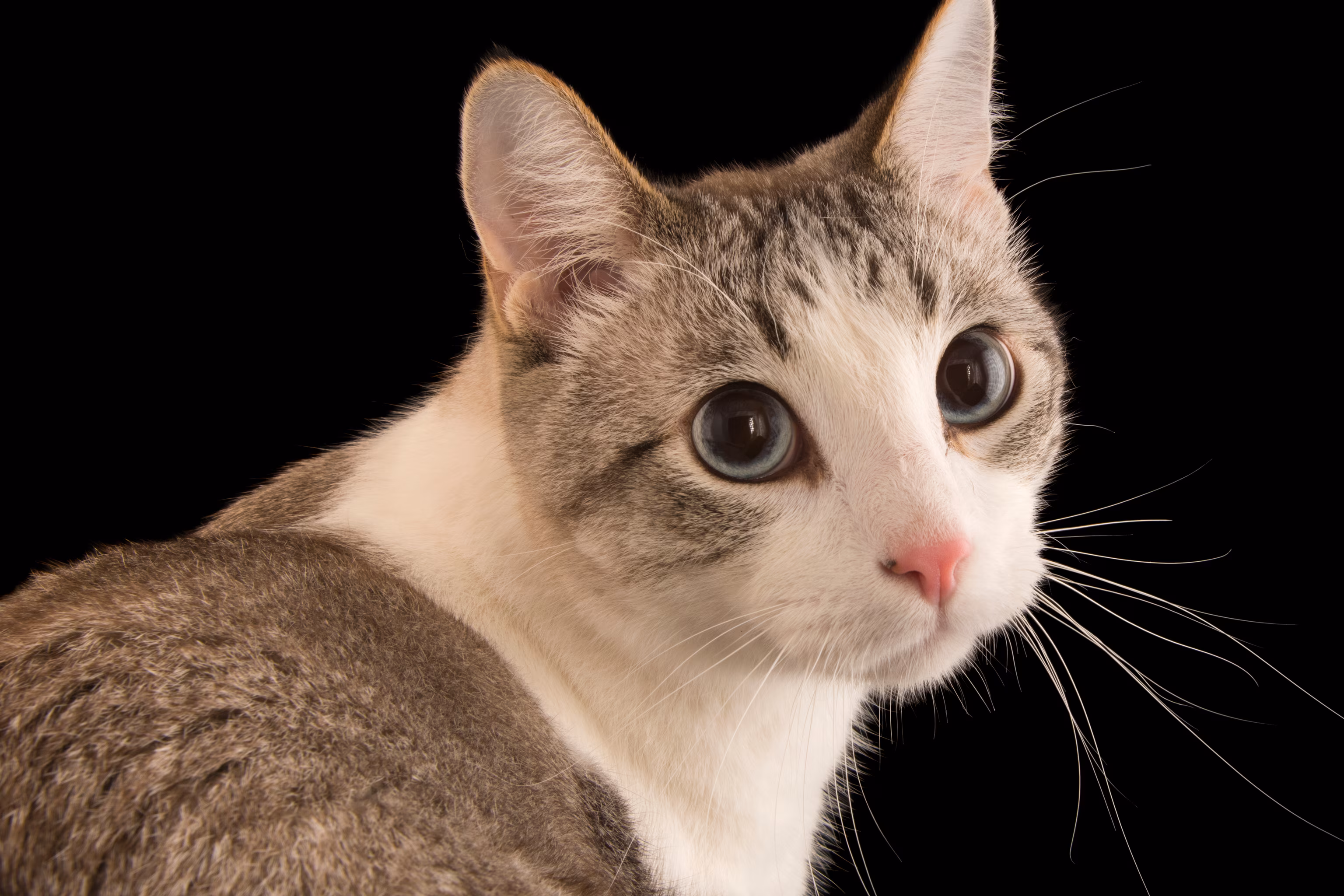 A picture of a cat