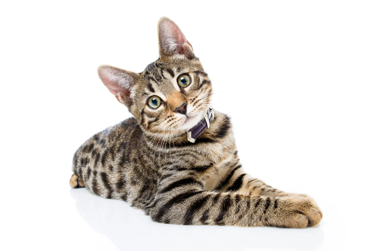 A picture of a cat