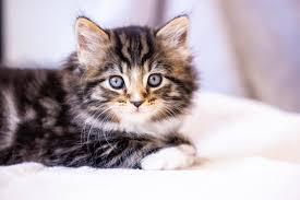 A picture of a cat